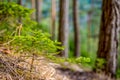 Afforestation. Young spruce planted on plot with nature soil, spruce sapling. Small trees in summer.coniferous tree. Royalty Free Stock Photo