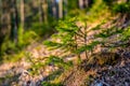 Afforestation. Young spruce planted on plot with nature soil, spruce sapling. Small trees in summer.coniferous tree. Royalty Free Stock Photo