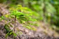 Afforestation. Young spruce planted on plot with nature soil, spruce sapling. Small trees in summer.coniferous tree. Royalty Free Stock Photo