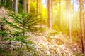 Afforestation. Young spruce planted on plot with nature soil, spruce sapling. Small trees in summer.coniferous tree. Royalty Free Stock Photo