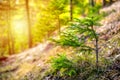Afforestation. Young spruce planted on plot with nature soil, spruce sapling. Small trees in summer.coniferous tree. Royalty Free Stock Photo