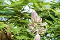 Afgekia mahidoliae blossom pink flower on leaf natural background at Thailand. Botanical Afgekia mahidoliae