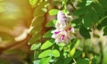 Afgekia mahidoliae blossom pink flower on leaf natural background. Botanical Afgekia mahidoliae Burtt et Chermsir in