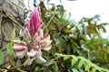 Afgekia Sericea of Afgekia Mahidoliae flowers blooming.