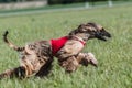 Afghan borzoi dog running lure coursing competition on field