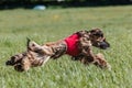 Afghan borzoi dog running lure coursing competition on field