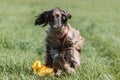 Afghan borzoi dog running lure coursing competition on field Royalty Free Stock Photo