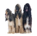 Afghan dogs Royalty Free Stock Photo
