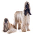 Afghan dogs