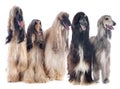 Afghan dogs Royalty Free Stock Photo