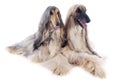 Afghan dogs Royalty Free Stock Photo