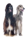 Afghan dogs Royalty Free Stock Photo