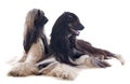 Afghan dogs Royalty Free Stock Photo