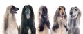 Afghan dogs Royalty Free Stock Photo