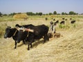Afghan farmer and team of oxen harvest hay