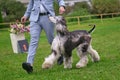 Afghan hound runs alongside the owner on the grass close-up Royalty Free Stock Photo