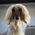 Afghan hound Royalty Free Stock Photo