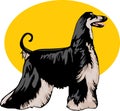 Afghan hound