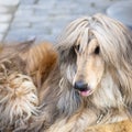 Afghan hound