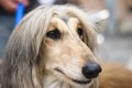 Afghan hound Royalty Free Stock Photo