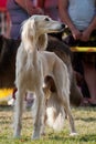 Portrait of a male Afghan dog Royalty Free Stock Photo