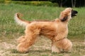 Afghan Hound Royalty Free Stock Photo