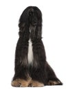 Afghan Hound, 4 years old, sitting Royalty Free Stock Photo