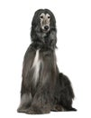 Afghan hound, 7 years old Royalty Free Stock Photo