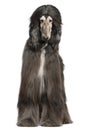 Afghan hound, 7 years old Royalty Free Stock Photo