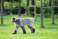 Afghan hound Royalty Free Stock Photo