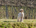 Afghan hound.The Afghan Hound is a hound that is distinguished by its thick, fine, silky coat.The breed was selectively bred for i