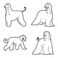 Afghan Hound Animal Vector Illustration Hand Drawn Cartoon Art Royalty Free Stock Photo