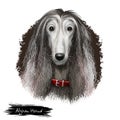 Afghan Hound breed digital art illustration isolated on white. Cute domestic purebred animal. Hound distinguished by its