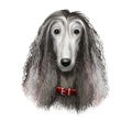 Afghan Hound breed digital art illustration isolated on white background. Cute domestic purebred animal. Hound distinguished by