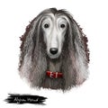 Afghan Hound breed digital art illustration isolated on white background. Cute domestic purebred animal. Hound distinguished by