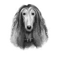 Afghan Hound breed digital art illustration isolated on white black and white. Cute domestic purebred animal. Hound distinguished