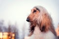 Afghan Hound breed dog looking to the side Royalty Free Stock Photo