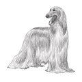 Afghan Hound Digital Sketch Isolated On White Background Royalty Free Stock Photo