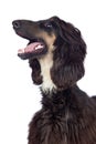 Afghan-Hound dog Royalty Free Stock Photo