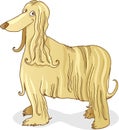 Afghan hound dog