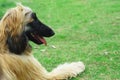 Afghan hound dog Royalty Free Stock Photo