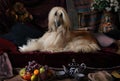 Afghan hound dog in the Arab interior Royalty Free Stock Photo