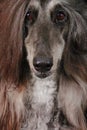 Afghan hound dog face
