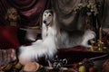 Afghan hound dog lying on the carpet Royalty Free Stock Photo