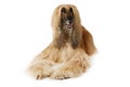 Afghan hound dog over white Royalty Free Stock Photo