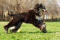 Afghan hound dog running with the ball