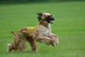 Afghan Hound Dog running in the field. Royalty Free Stock Photo