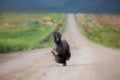 Afghan hound dog is running in the field in summer at sunset Royalty Free Stock Photo