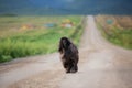 Afghan hound dog is running in the field in summer at sunset Royalty Free Stock Photo