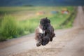 Afghan hound dog is running in the field in summer at sunset Royalty Free Stock Photo